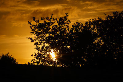 Low angle view of silhouette trees against sky during sunset