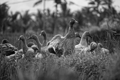 Birds in a field