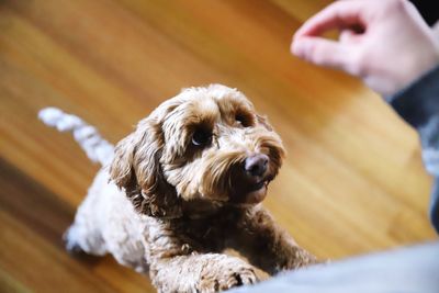 Close-up of hand holding small dog