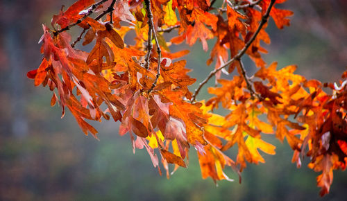 Close-up of maple leaves on tree during autumn