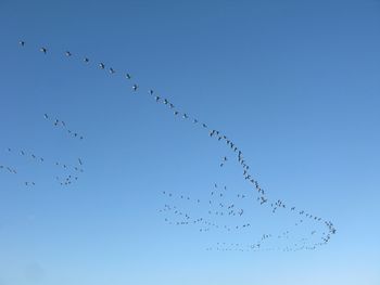 Low angle view of birds flying against clear blue sky