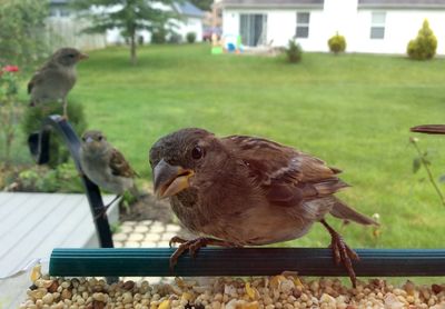 Close-up of bird perching on railing