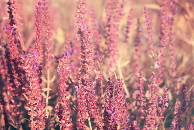 Full frame shot of pink flowering plants hanging for sale