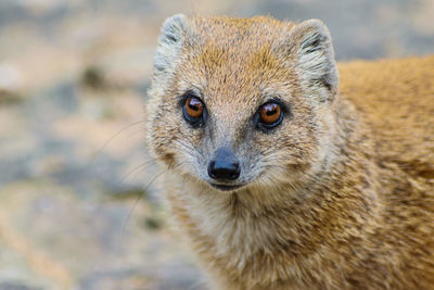 Close-up portrait of lion