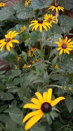 High angle view of yellow flowering plant