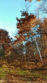 Trees in forest