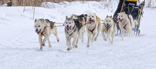 Dog running on snow covered landscape