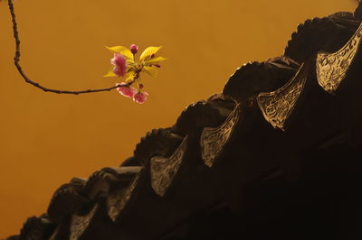 Low angle view of pink flowering plant against sky