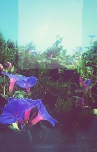 Close-up of purple flowers