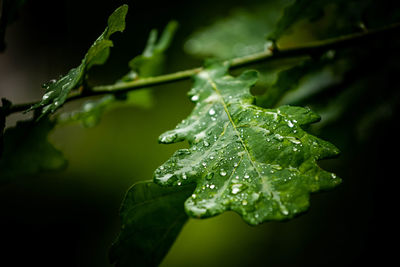 Close-up of raindrops on leaves