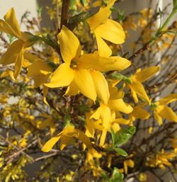 Close-up of yellow flower