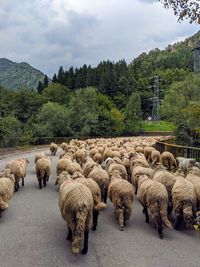 Flock of sheep walking on road