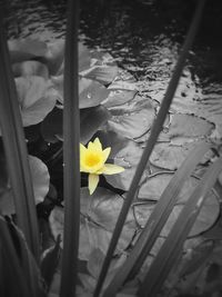 Close-up of water lily