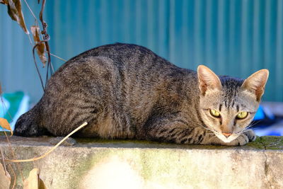 Cat lying on retaining wall