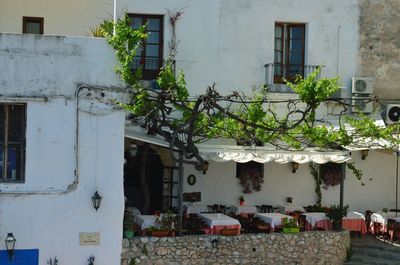 Potted plants outside building