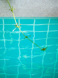 Close-up of insect on swimming pool