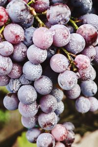 Close-up of grapes growing outdoors