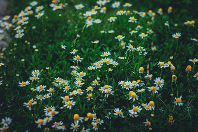 Close-up of purple flowering plants on field