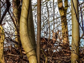 Low angle view of birds perching on tree trunk