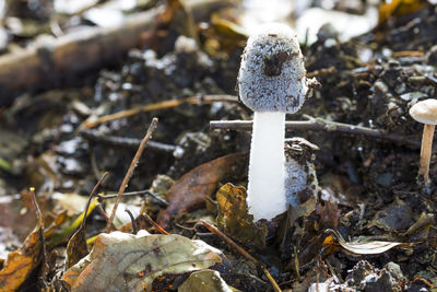 Close-up of mushroom growing on field during winter
