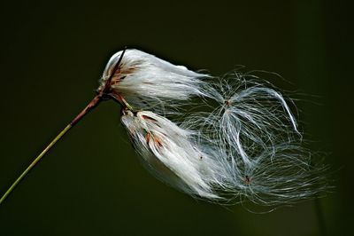 Close-up of plant against blurred background