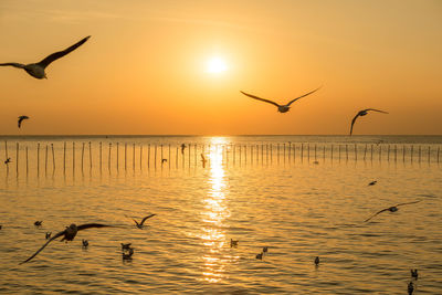 Seagulls flying over sea during sunset