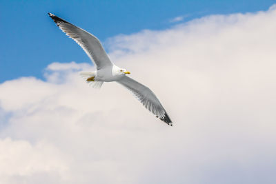 Low angle view of seagull flying in sky