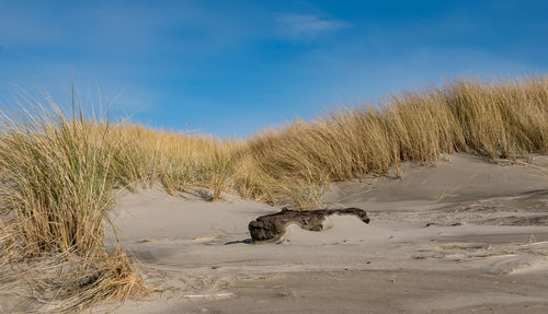 Beach saw grass