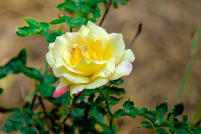 Close-up of yellow rose