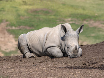 rhinoceros