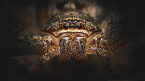 A portrait of a giant crab spider, a species of huntsman spiders.