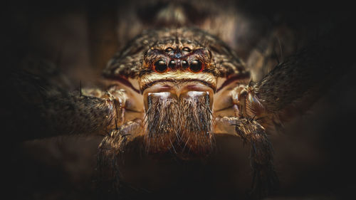 A portrait of a giant crab spider, a species of huntsman spiders.