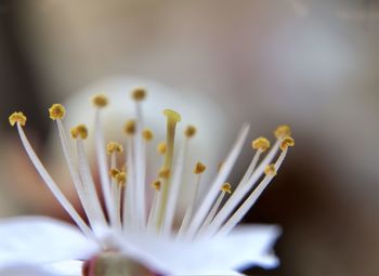 Close-up of white flowering plant