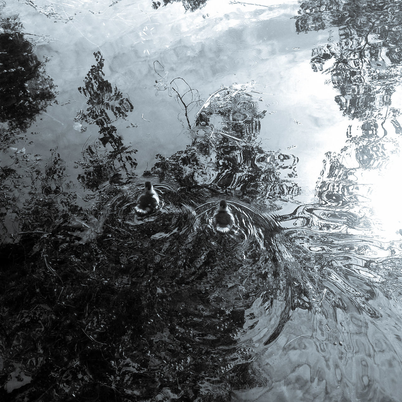 REFLECTION OF TREE IN WATER