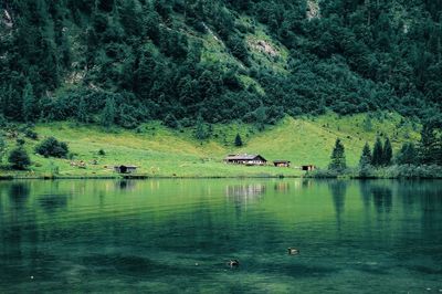 Swans swimming in lake against trees in forest