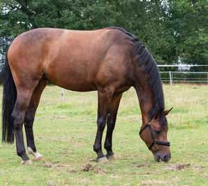 Portrait photograph of a horse while grazing in the pasture