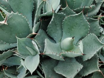 Close-up of succulent plant