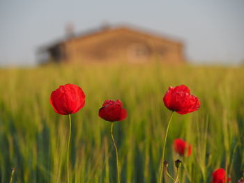 Close-up of red poppy flowers on field