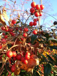 Low angle view of berries growing on tree against sky