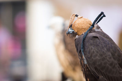 Close-up of eagle with hood at zoo