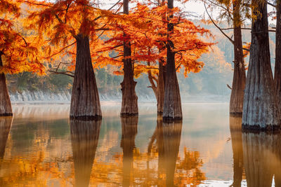 Scenic view of lake