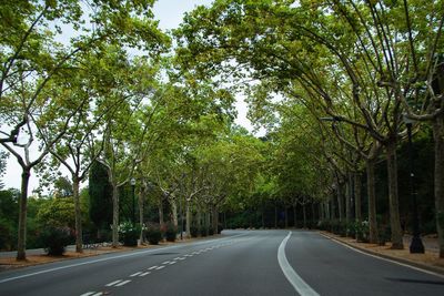 Empty road amidst trees in city