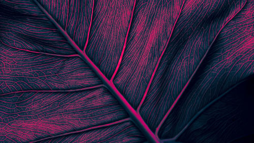 Palm leaf background, blue pink color toned