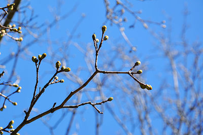 Low angle view of bird perching on tree