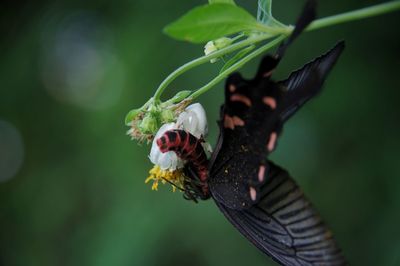 Close-up of butterfly pollinating flower