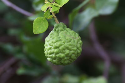 Close-up of fruit growing on plant