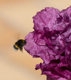 Close-up of bee pollinating on purple flower