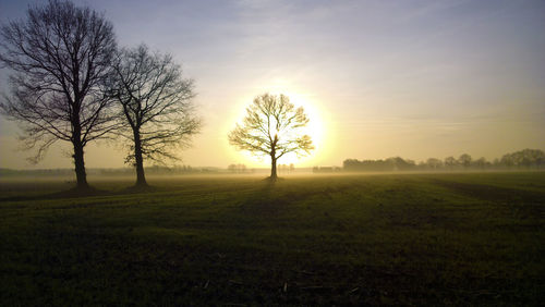 Bare trees on grassy field against sky