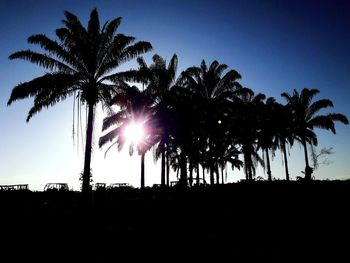 Silhouette of palm trees against bright sun