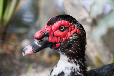 Close-up of a muscovy duck